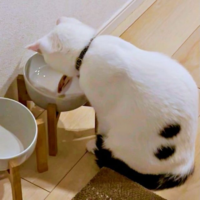 水用の器にコースターを入れるあめちゃん（画像提供：様子がおかしい猫 あめさん）