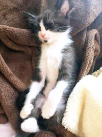 子猫時代、すやすや眠るたいやきくん（画像提供：みりん たいやきさん）