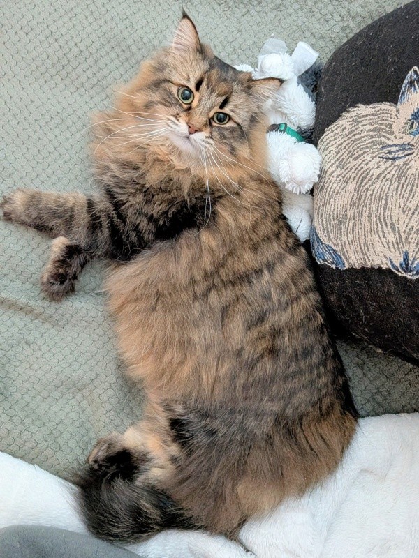 ぬいぐるみを枕にゴロンと寝そべるヤマネコくん（画像提供：ヤマネコさん）