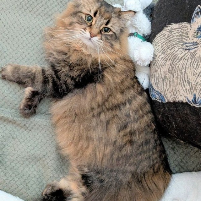 ぬいぐるみを枕にゴロンと寝そべるヤマネコくん（画像提供：ヤマネコさん）