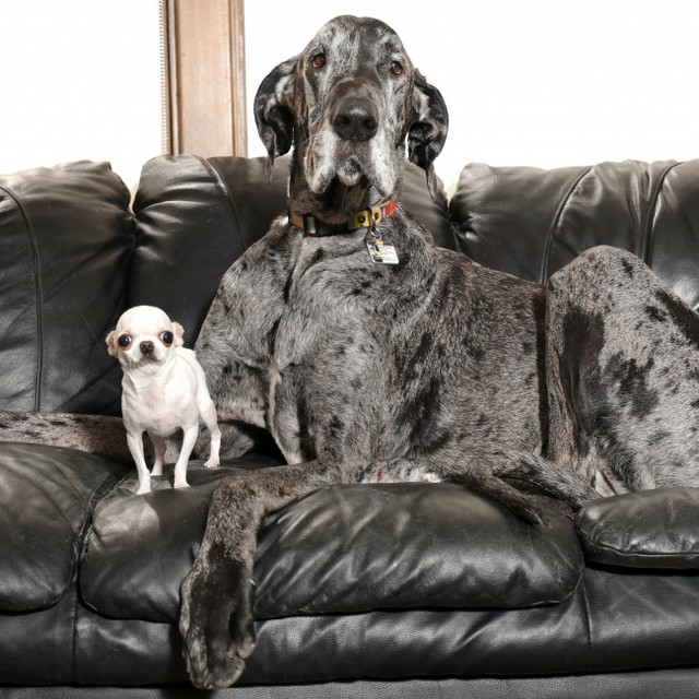 世界で最も背の高い犬と小さな犬