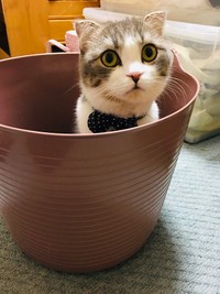 ひょっこりコハクくん