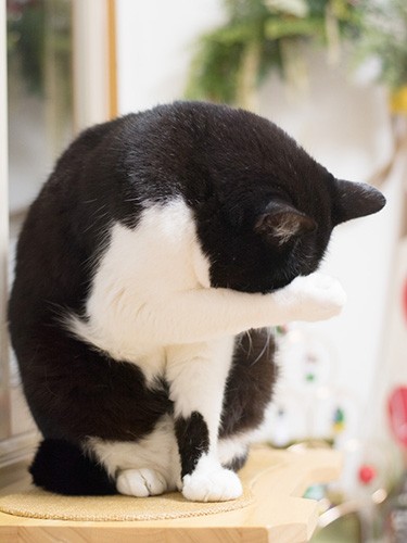 「次に右側をごしごし」（小林写函撮影）