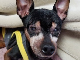 口数が多くなった愛犬「ココ」、見事に会話が成立するように