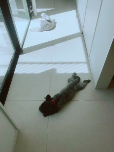 自宅の廊下で思い思いの格好でお昼寝