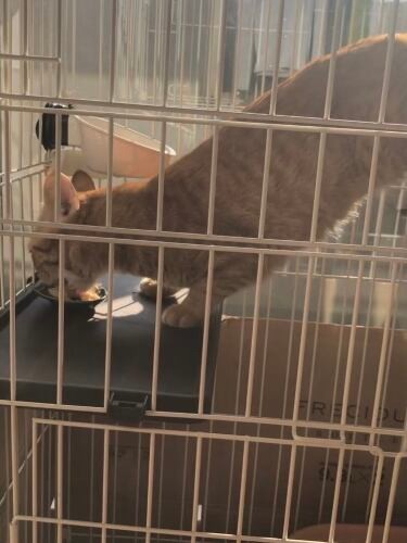 食べることが大好き。薬もおやつに混ぜると警戒せずに食べてくれた。（有野さん提供）