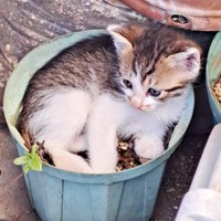 鉢植えの中におさまるおもちくん（画像提供：おもちくん）