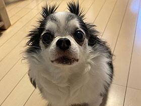 お帰りなさい！　戻ってくるの、待ってたよ　チワワ「ジャン」