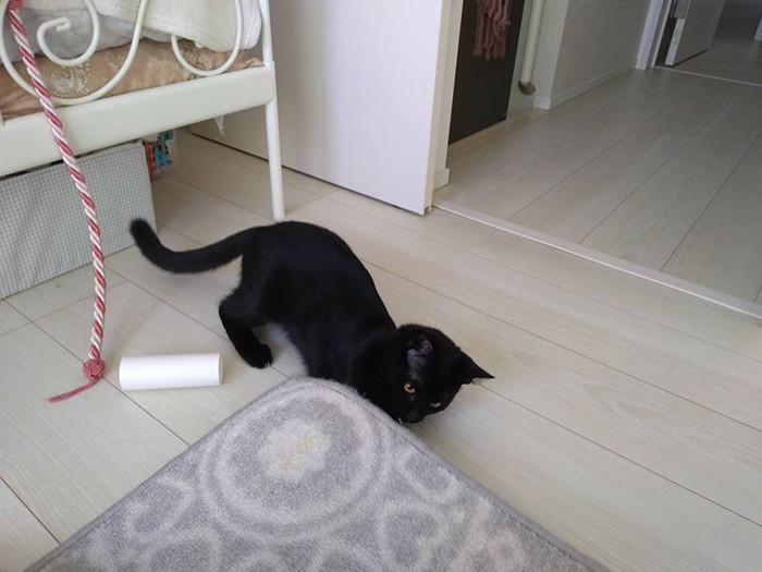 ラグと闘い中。トイレットペーパーも好きで、部屋によくペーパーの残骸が転がっているそう（Aさん提供）