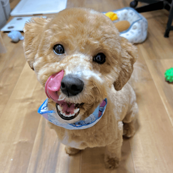 あどけない表情が愛らしいたむくん（画像提供：たむさん）