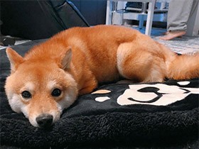 きらきらな瞳でおねだりするのが得意技！　柴犬「ちくわ」