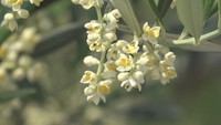 香川・小豆島でオリーブが開花　初夏の香り漂う　5月末から見頃に