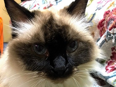 青い目に一目ぼれして１６年、ラグドールのシャネルは甘えんぼう