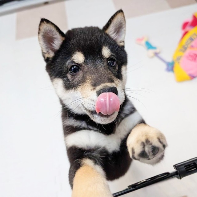 舌ペロリ！ かわいいむさしくん（画像提供：むさしさんさん）