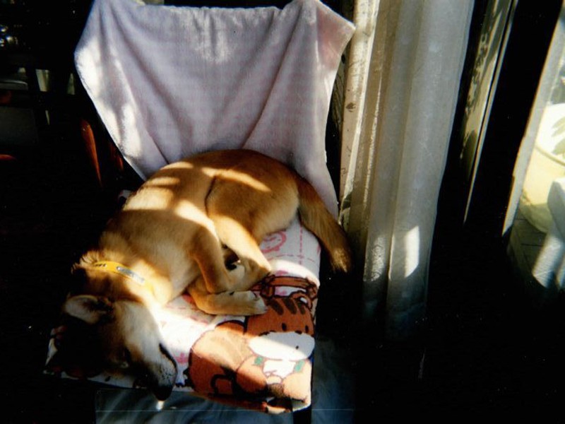 1歳の頃、椅子を占領してすやすや　（コノマエヨミ子さん提供）