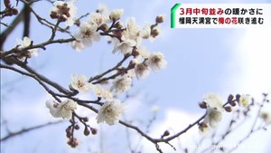梅の花の開花が進む　仙台・宮城野区の榴岡天満宮で一足早い春の訪れ