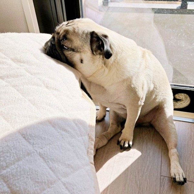 「スヤァ」  乾燥中の枕の上にアゴをのせて眠るうーぺーくん（画像提供：パグのうーぺーさん）