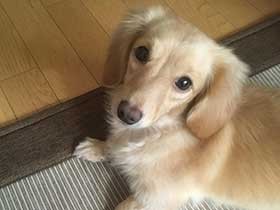 トリミングサロンで保護されたミニチュアダックスの「なつこ」