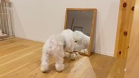 鏡に映る自分をお友だちと勘違いしておもちゃを集めだしたポンくん（マルチーズのぽんさんTwitter動画よりスクリーンショット）