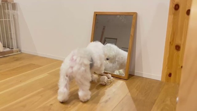 鏡に映る自分をお友だちと勘違いしておもちゃを集めだしたポンくん（マルチーズのぽんさんTwitter動画よりスクリーンショット）