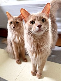 期待に満ちた顔つきが愛らしい（後方）凪くん、（手前）颯くん（画像提供：凪颯さん）