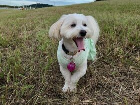 ケンカの仲裁は私に任せて！　頼もしいダックス✕マルチーズミックス「チーズ」