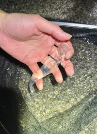 これが「巻貝」だなんて…（画像提供：かとたくさん）