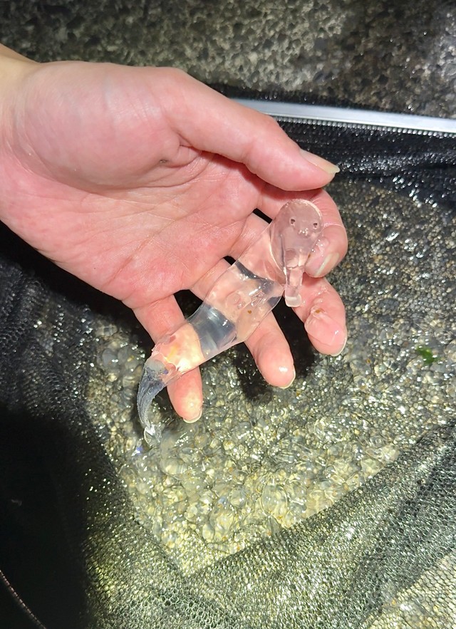 これが「巻貝」だなんて…（画像提供：かとたくさん）