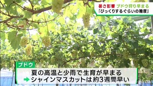 ブドウ狩り　暑さで収穫時期３週間早まる　仙台市
