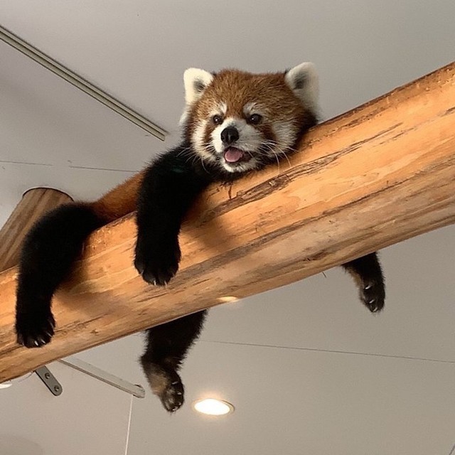 アドベンチャーワールドのレッサーパンダ、めちゃ可愛いんやで（画像提供：でめ金太郎さん）