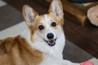 飼い主さんを見つめてにっこり笑う神楽ちゃん（画像提供：コーギーの神楽さん）