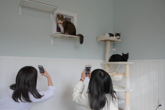 大きな窓辺から外を眺めるロミオ