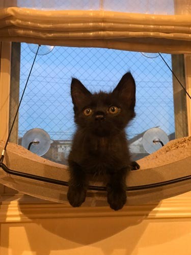 長男が甘やかし担当でほら、家族の力でこんなにも美猫に！（写真提供 山﨑さん）