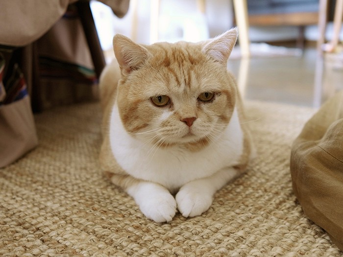 「ところでごはんはいつ？」