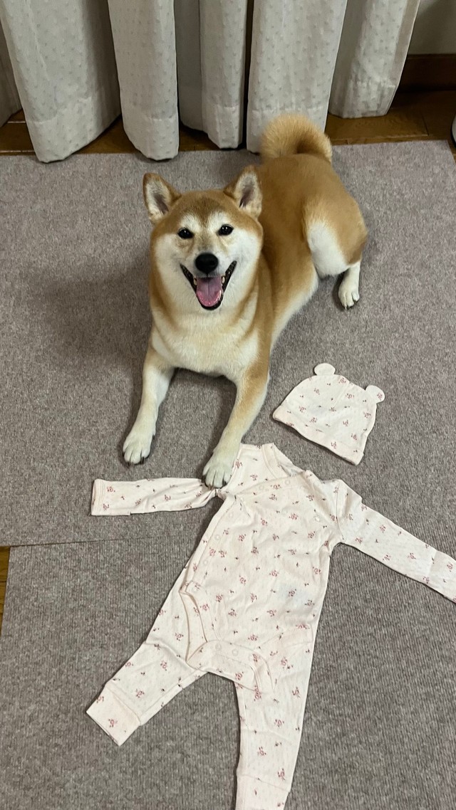 ベビー服にもご満悦！（提供：柴犬　りんさん）