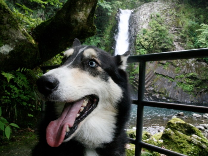 たしか伊豆半島の途中のなんとか滝