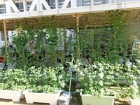 県民が取り組む地球温暖化対策　香川県が「緑のカーテン」写真を募集