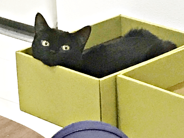 箱の中に入ってくつろぐおはぎちゃん（画像提供：黒猫おはぎ 林遊眠@劇団ショウダウンさん）