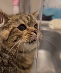 水道の蛇口から流れる水を飲むのに初めてチャレンジ！（飼い主さん提供、Twitterよりキャプチャ撮影）