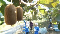 小学生がキウイの収穫体験　香川・善通寺市