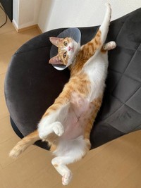 避妊手術後、帰宅したラテちゃん（画像提供：保護猫ラテちゃん）