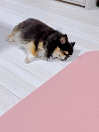 スヤァ…ひんやりとした床上で眠るみつばちゃん（画像提供：みつばさん）