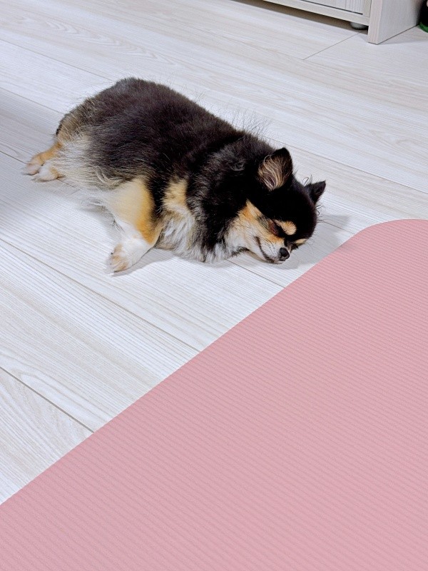 スヤァ…ひんやりとした床上で眠るみつばちゃん（画像提供：みつばさん）