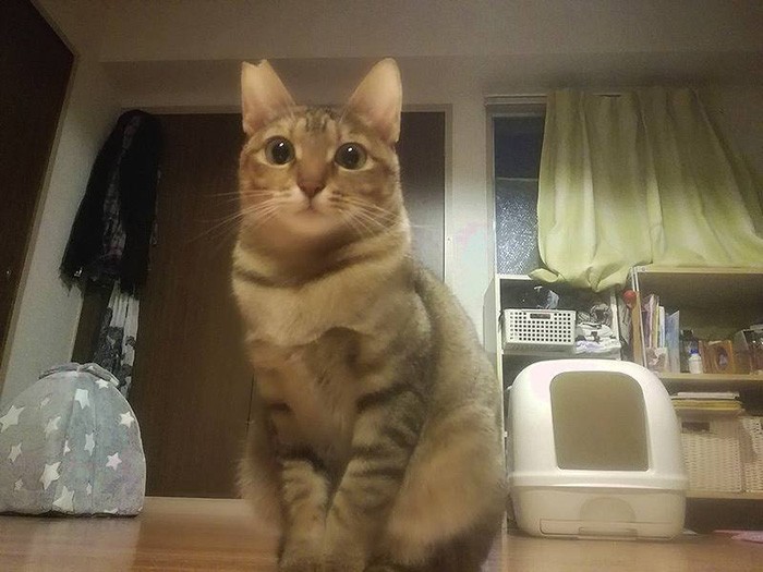 おやつをくれくれポーズ