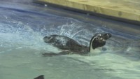 市場水族館のペンギン