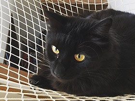 転落防止ネットでハンモック気分　保護猫の「くまくま」