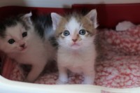 幼かったころのレイカズ兄弟…まるで天使だニャ