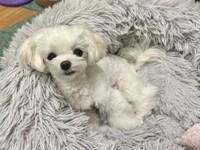 うるちゃん（ぷりてぃーぬさん提供）