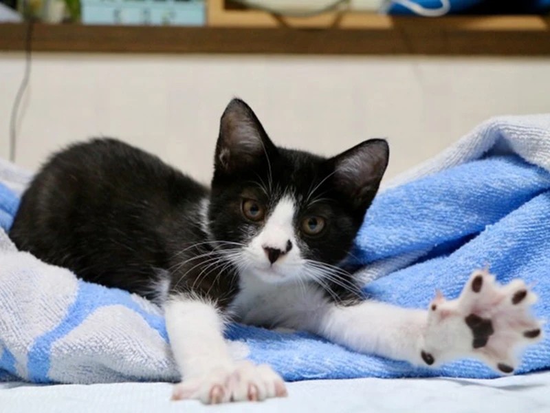 家にきたころの「みや」