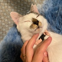 まるで赤ちゃん！すやすや眠る百ちゃん（画像提供：*ig*さん）